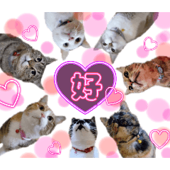 けだまにゃん’s