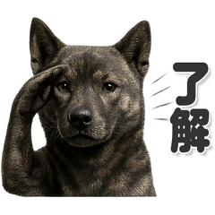 毎日使える！シンプル甲斐犬