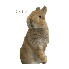 ちいさなうさぎ シフォンの日常スタンプ