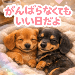 とびだす★ダックス♡超♡思いやり♡犬