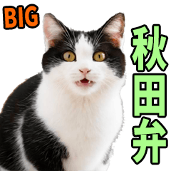 秋田弁☆にゃんこ【BIG】