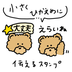 mini teddy bear masashi
