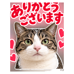 うちの猫のひとこと 敬語と本音