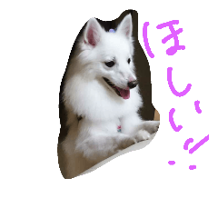 愛犬ピース