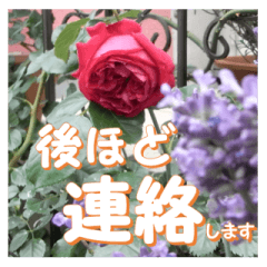 薔薇の花♡アソート4_挨拶メッセージ