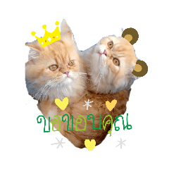 Tonaor_20210527082009