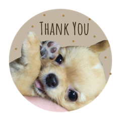 こたのまいにち