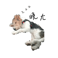 QQ dog.1-shine