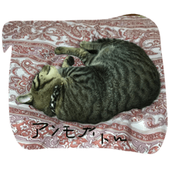 猫カルボの日常スタンプ2