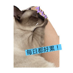 QQ CAT Blue