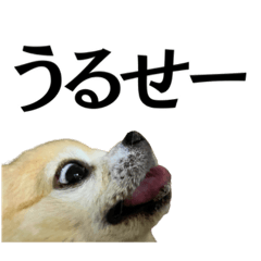 千田の犬_24個入り