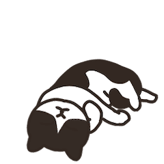 うごく。慣れてきた猫 - 黒白ハチワレ