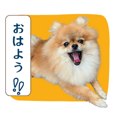 うちの子ポメラニアンの日常スタンプ