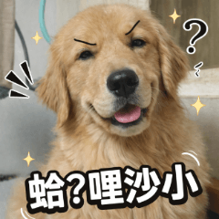 little one dog2.1