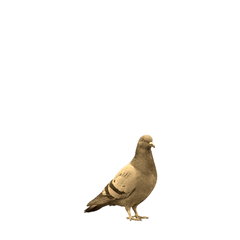 【小セピ】【セピア】鳩３