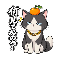 クールみかん猫