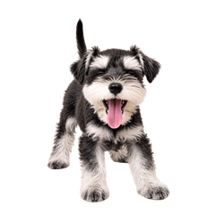 動く♪シュナウザー犬スタンプ（文字なし）