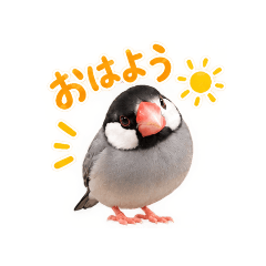 桜文鳥〜日常〜