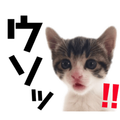 横浜の保護猫たち 2