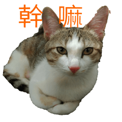 cute cat20200413