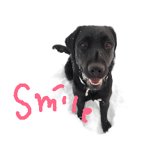 Labrador Retriever_max &snowbell _ 2