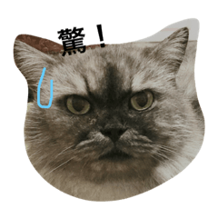 Ninja Cat Laver Ninja Cat Laver