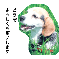 いつでも使えるビーグルスタンプ