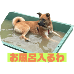 元保護犬むぎちゃん