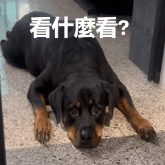 rottweiler taiwan