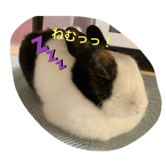 うさぎのえんちゃん【日常】