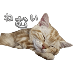 ちくわさんっ①