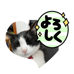 猫です可愛いでしょ