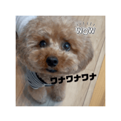 ポンちゃんシリーズ（リアル版）