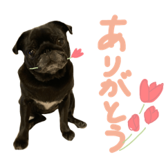 名犬サニーのスタンプ