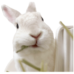 いつものしゃりまる