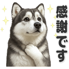 【敬語】使いやすいアラスカンマラミュート