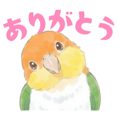 シロハラインコ【ノーマル】