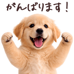 ゴールデンレトリバー子犬★毎日使う返信