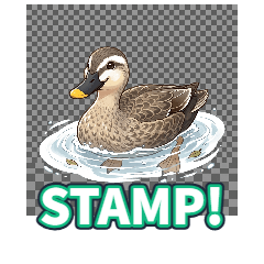 Mallard wwww