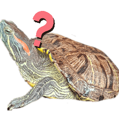 My Dear Red-Eared Slider
