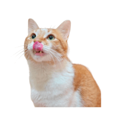 moon cake catt