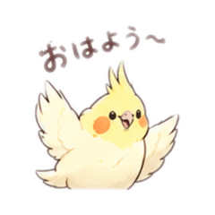 オカメインコ_日常1
