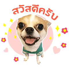 Chihuahua with the gang