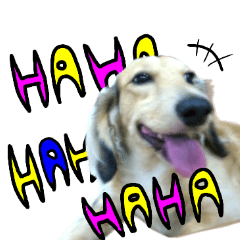 Dog Miniature Dachshund Sticker English