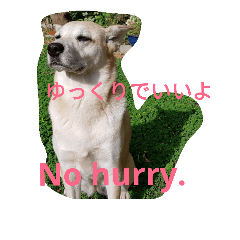 For dog lovers 2 English&Japanese