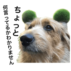 mix犬!大吉くん♪2