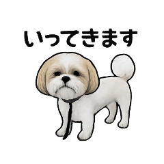 シーズーはる②