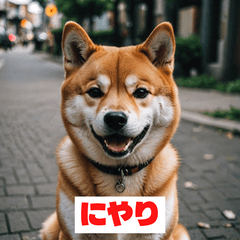 ランダム表情の柴犬