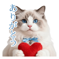 癒しのラグドール猫♡全肯定と感謝