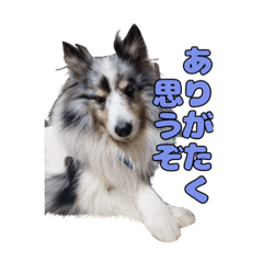 シェルティヨナのスタンプ